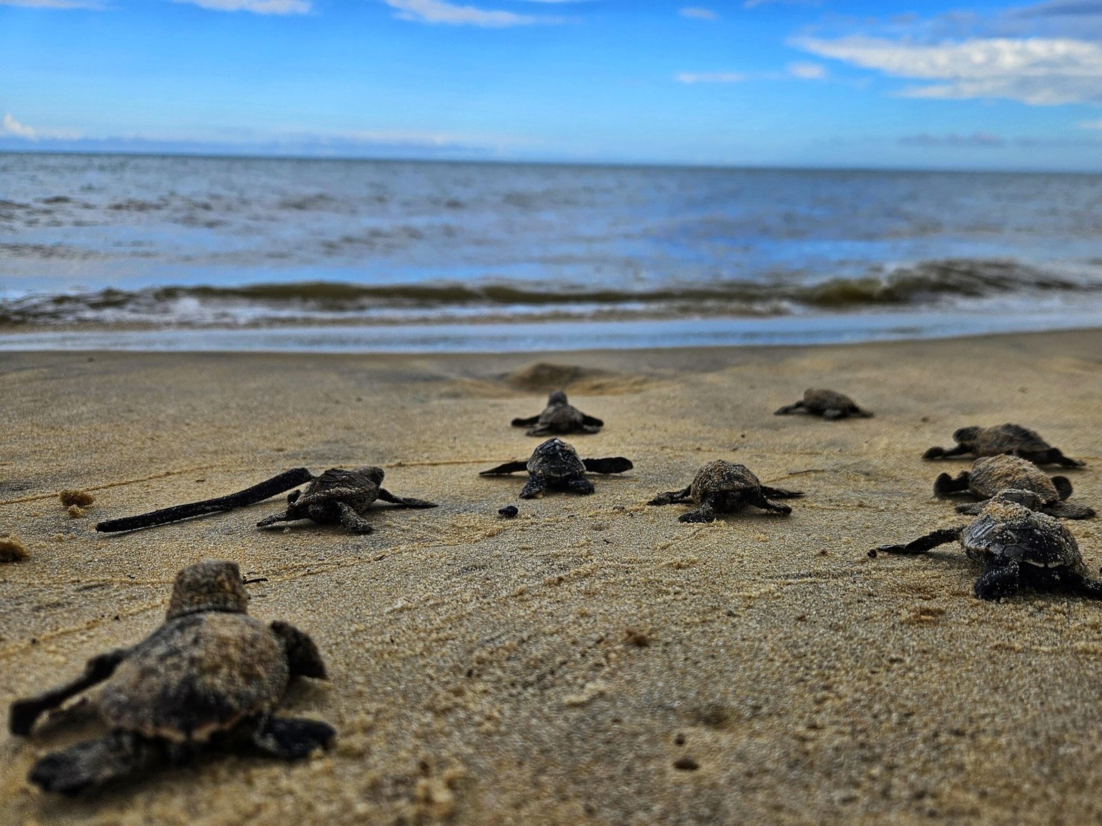 Tartaruga-de-pente: ninho manitorado eclode na praia de Ponta Grande