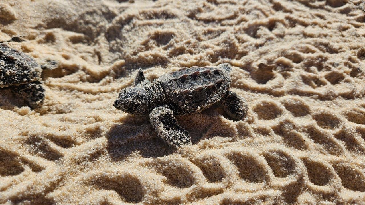 Praia da Ponta Grande celebra o nascimento de 113 tartarugas-de-pente