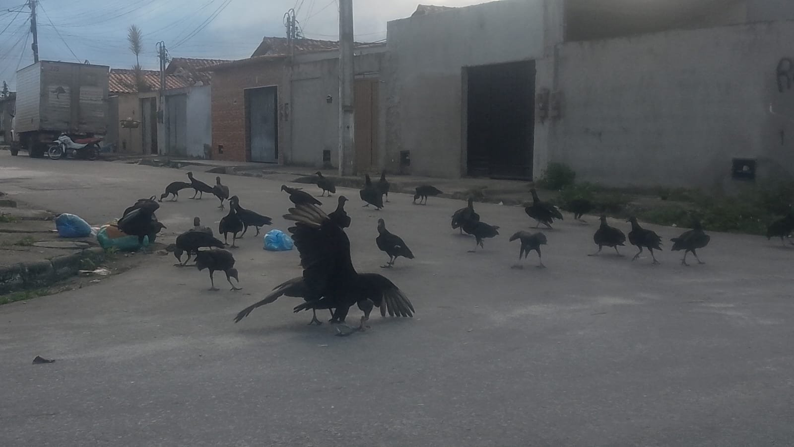 REVOADA DE URUBUS ESCANCARA O ABANDONO E ACENDE ALERTA PARA RISCOS À SAÚDE EM BAIRROS DE EUNÁPOLIS